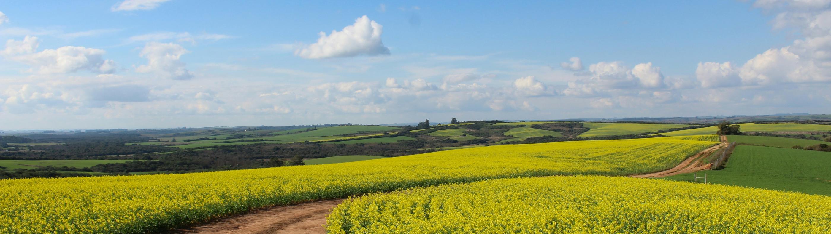 Man sieht ein Feld, in der Mitte ist ein Weg