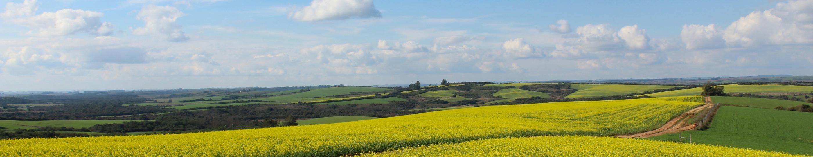 Man sieht ein Feld, in der Mitte ist ein Weg