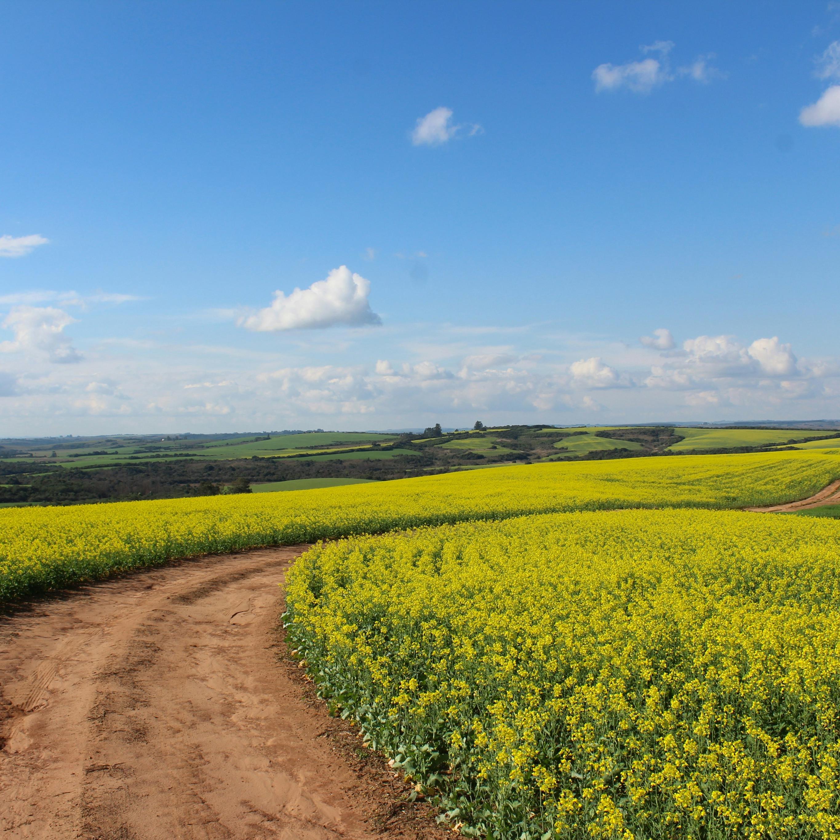 Man sieht ein Feld, in der Mitte ist ein Weg