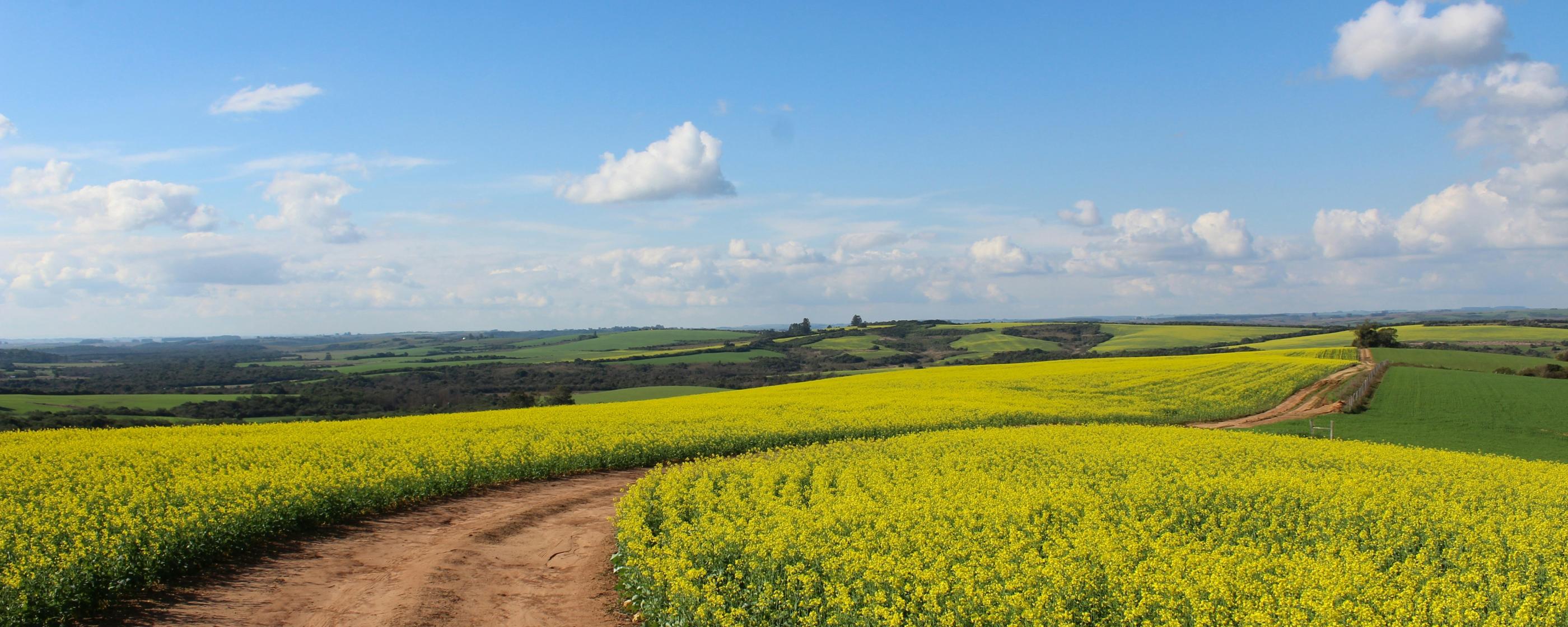 Man sieht ein Feld, in der Mitte ist ein Weg