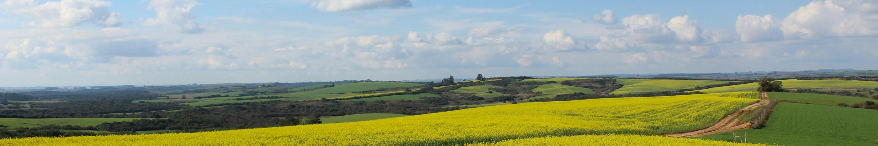 Man sieht ein Feld, in der Mitte ist ein Weg