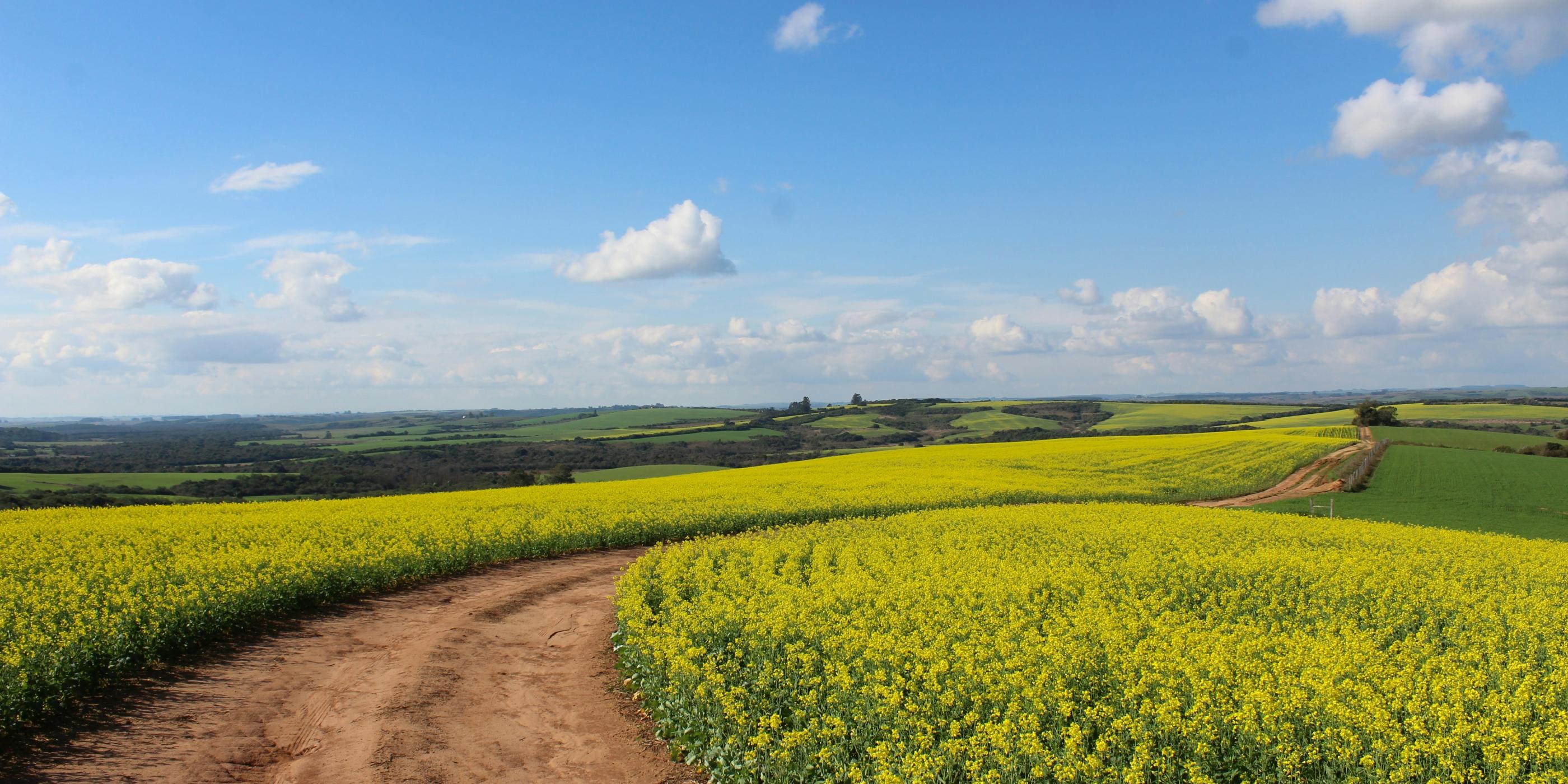 Man sieht ein Feld, in der Mitte ist ein Weg