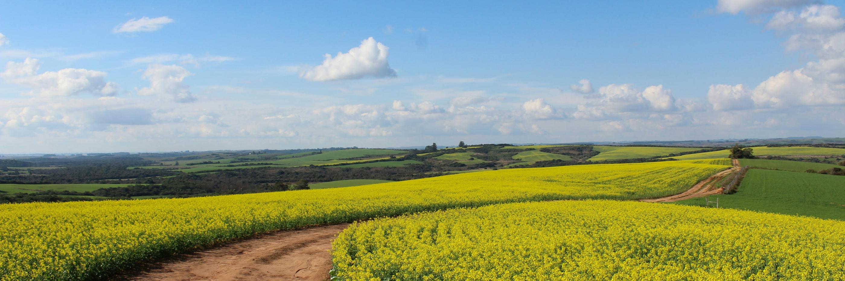 Man sieht ein Feld, in der Mitte ist ein Weg