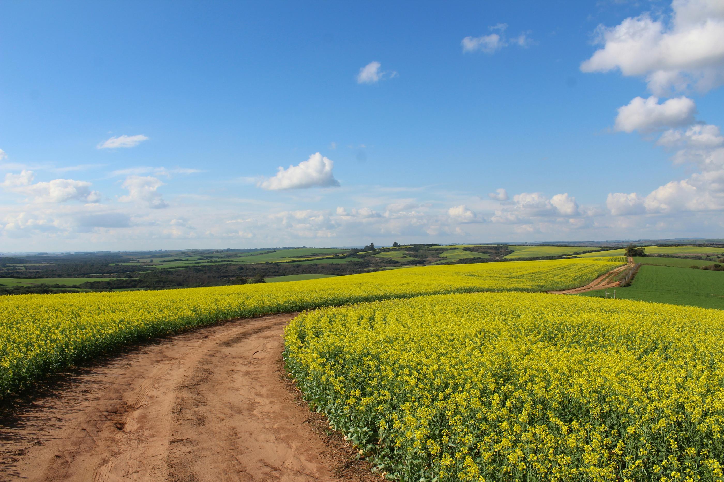 Man sieht ein Feld, in der Mitte ist ein Weg