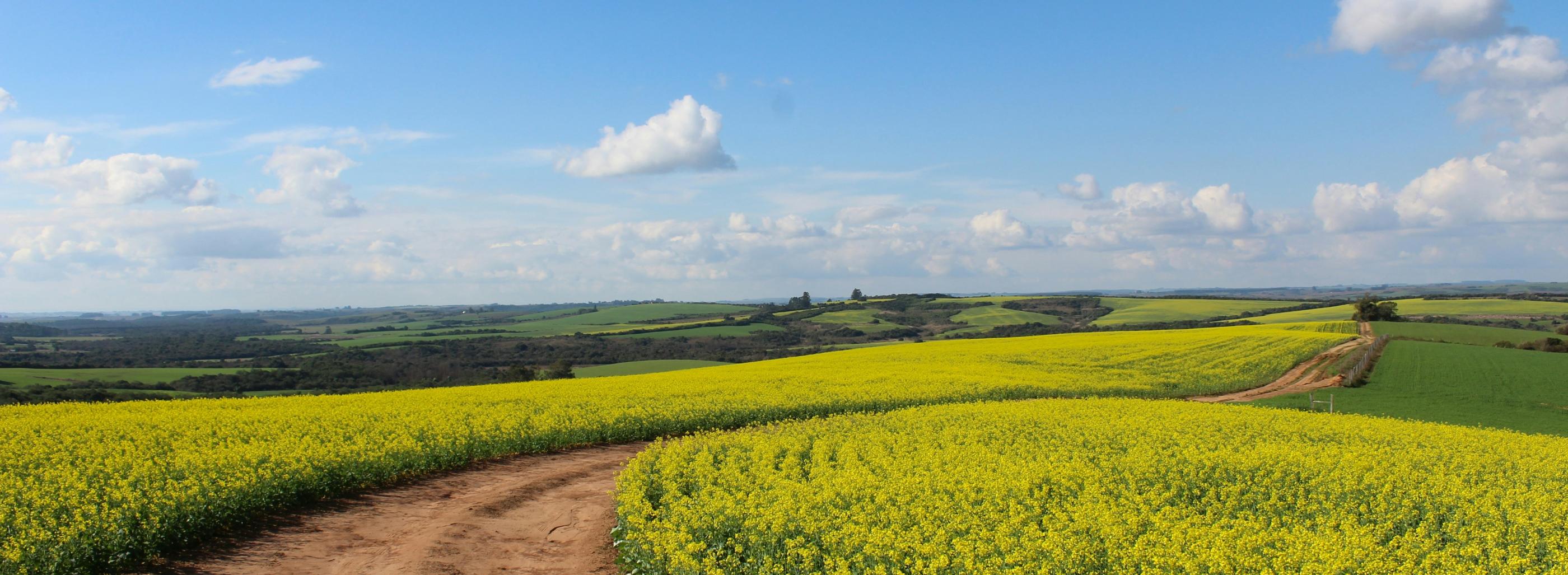 Man sieht ein Feld, in der Mitte ist ein Weg